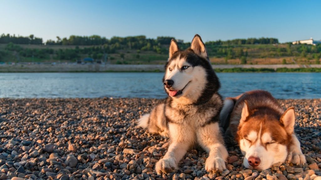 Siberian Husky - One of Canada's most popular dog breeds available for your Microsoft Teams virtual background.
