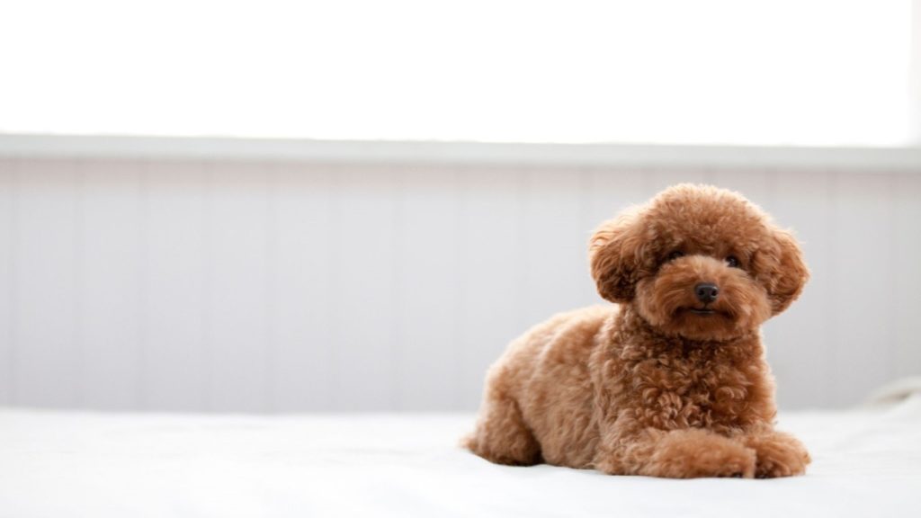 Poodle - One of Canada's most popular dog breeds available for your Microsoft Teams virtual background. Get the best Dog Microsoft Teams Backgrounds.