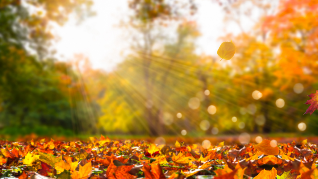 Pretty Autumn Virtual Backgrounds for Microsoft Teams