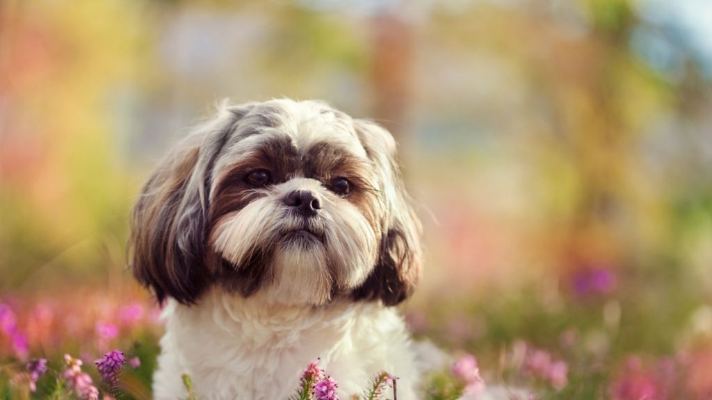 Shih Tzu - One of Canada's most popular dog breeds available for your Microsoft Teams virtual background.  Get the best Dog Microsoft Teams Backgrounds.