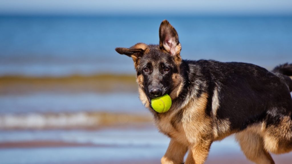 German Shepherd - One of Canada's most popular dog breeds available for your Microsoft Teams virtual background.