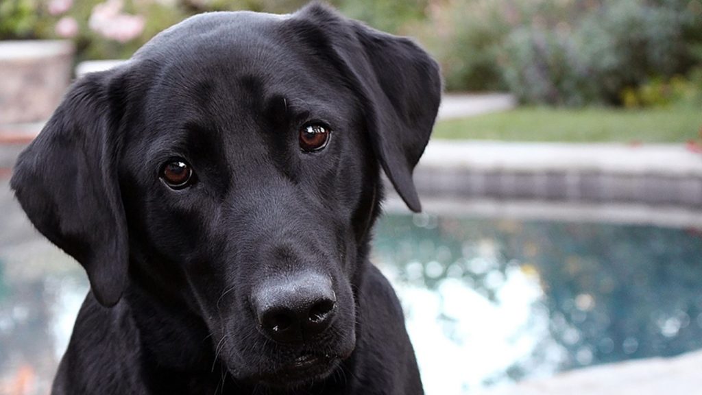 Labrador Retriever - One of Canada's most popular dog breeds available for your Microsoft Teams virtual background.