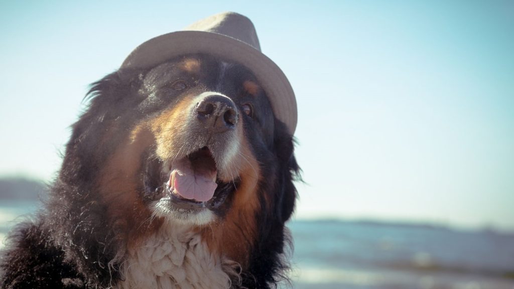 Bernese Mountain Dog - One of Canada's most popular dog breeds available for your Microsoft Teams virtual background.