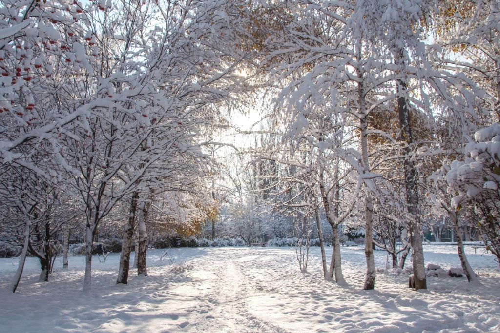 Pretty scenic winter virtual background