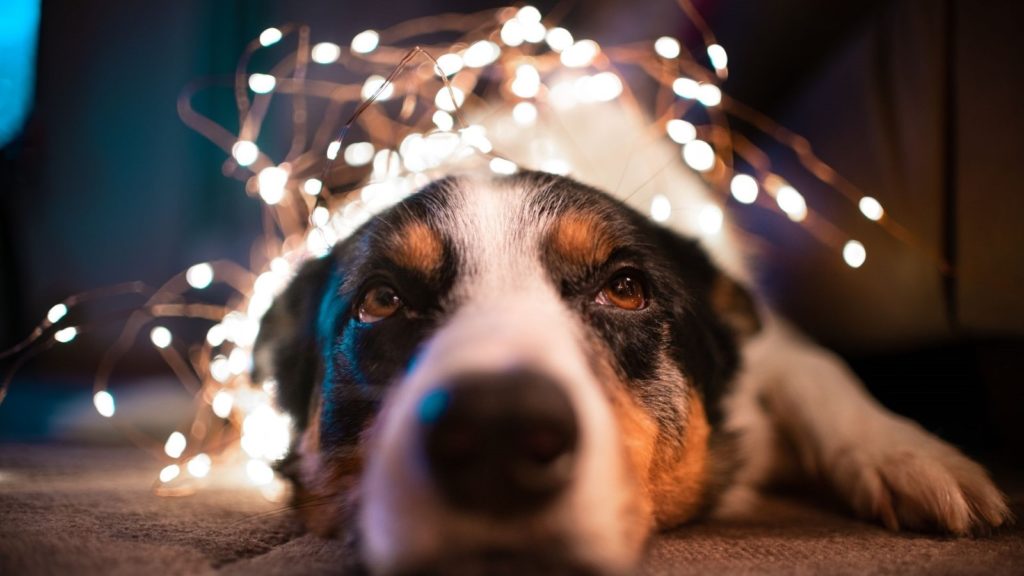 Cute dog virtual call Christmas backgrounds Zoom