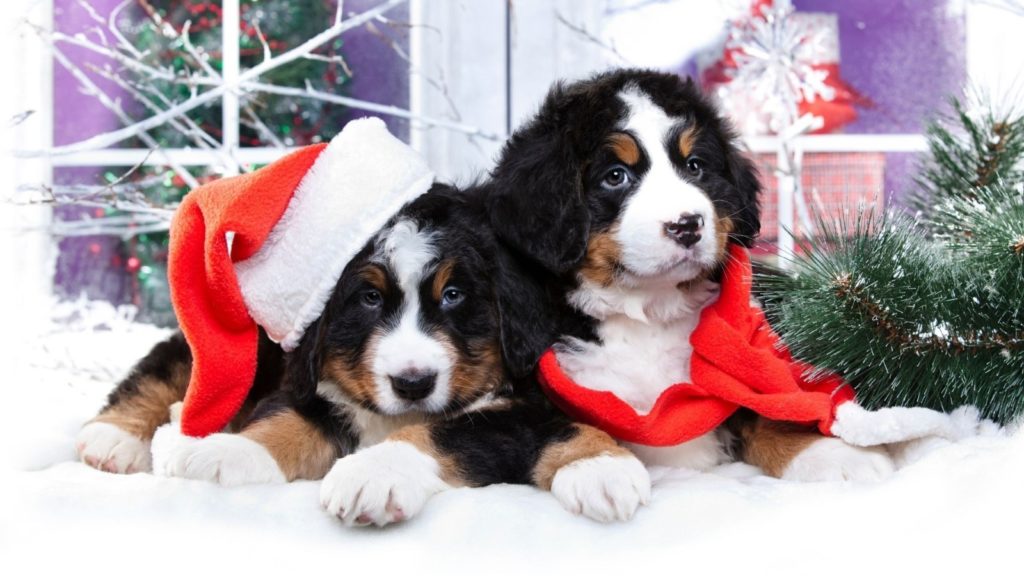 Cute Bernese Mountain Dog virtual call Christmas backgrounds Zoom