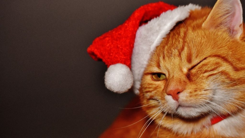 Cute cat virtual call Christmas backgrounds Zoom