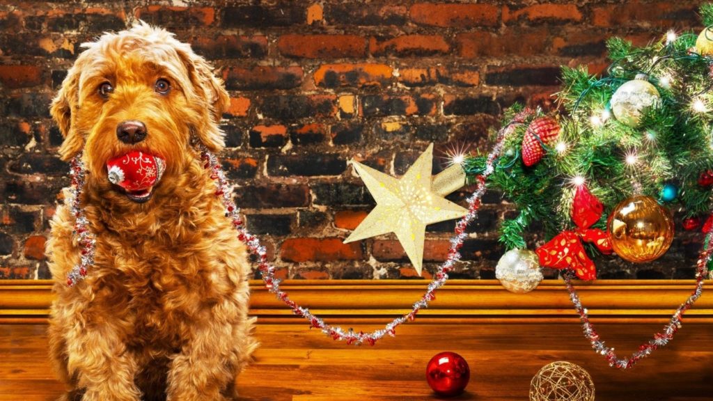 Cute dog virtual call Christmas backgrounds Zoom