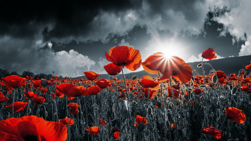 Poppy background for Remembrance Day Virtual Calls