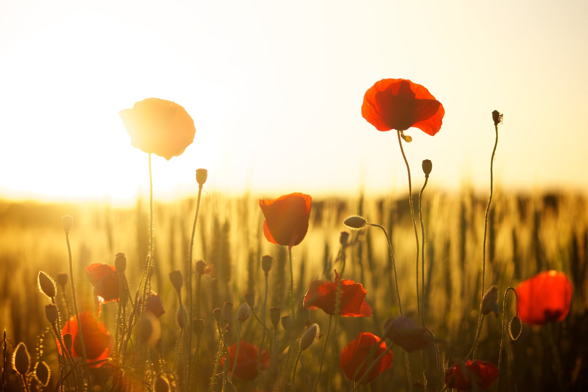 Remembrance Day 2022 Images and HD Wallpapers for Free Download Online:  Share Quotes, Greetings and Messages on Poppy Day With Your Loved Ones